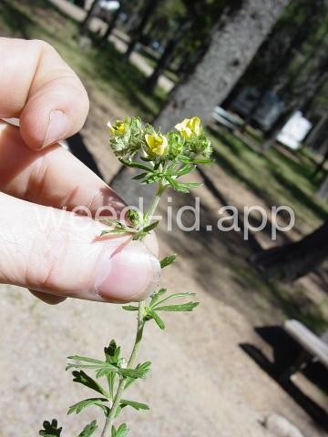 cinquefoil, silvery